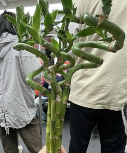 小众送妈妈的花有哪些花