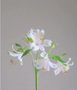 小众送妈妈的花有哪些花