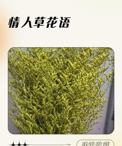 小众送妈妈的花有哪些花