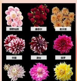 小众送妈妈的花有哪些花