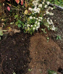 小众送妈妈的花有哪些花