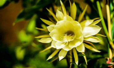 小众送妈妈的花有哪些花