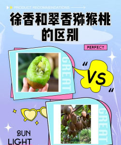 徐香猕猴桃和翠香猕猴桃的区别