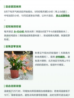 小众送妈妈的花有哪些花