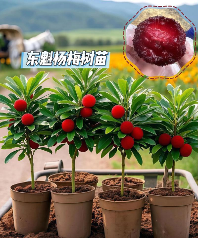 小众送妈妈的花有哪些花