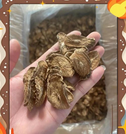 牛蒡是什么东西