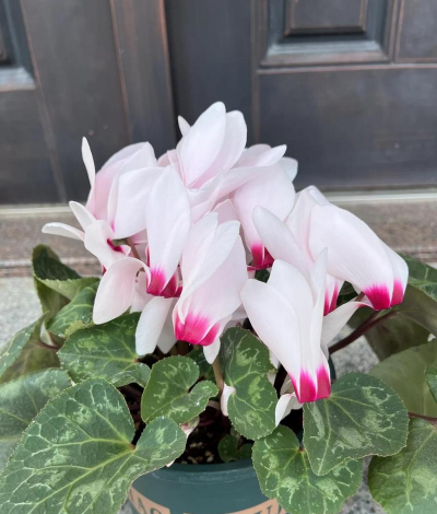 小众送妈妈的花有哪些花