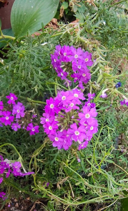 细叶美女樱是什么