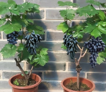 什么品种葡萄适合盆栽