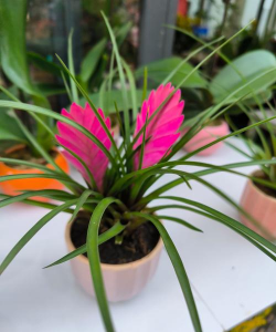 小众送妈妈的花有哪些花