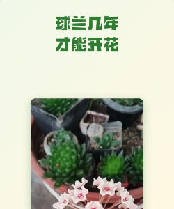小众送妈妈的花有哪些花