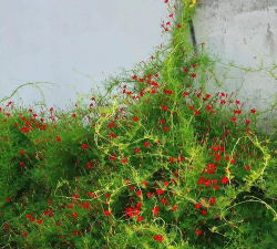 小众送妈妈的花有哪些花