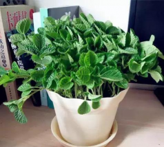 小众送妈妈的花有哪些花