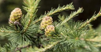 马尾松是裸子植物还是被子植物