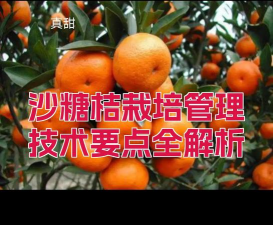 沙糖桔的种植技术与管理