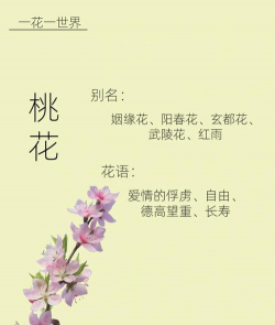 小众送妈妈的花有哪些花