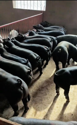 小众送妈妈的花有哪些花