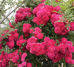 小众送妈妈的花有哪些花