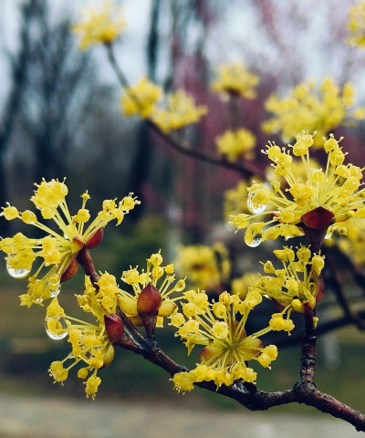 小众送妈妈的花有哪些花