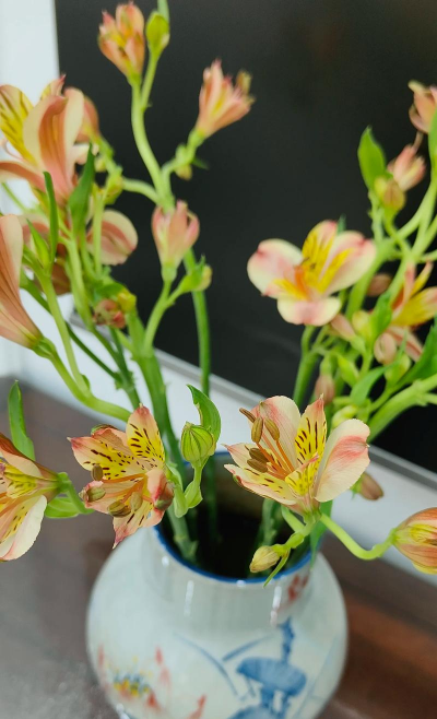 小众送妈妈的花有哪些花