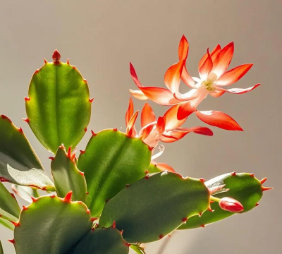 小众送妈妈的花有哪些花