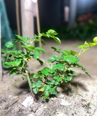 小众送妈妈的花有哪些花