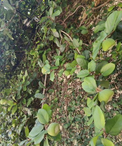 小众送妈妈的花有哪些花