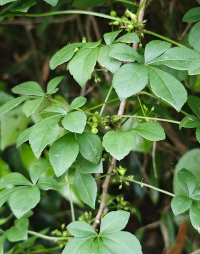 五加科植物的主要特征