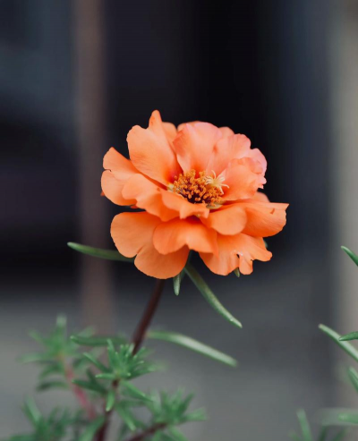 小众送妈妈的花有哪些花