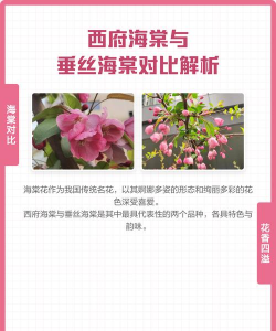 西府海棠与垂丝海棠的区别