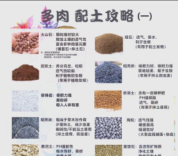 小众送妈妈的花有哪些花