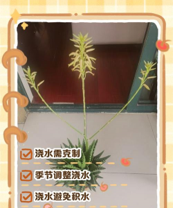 小众送妈妈的花有哪些花