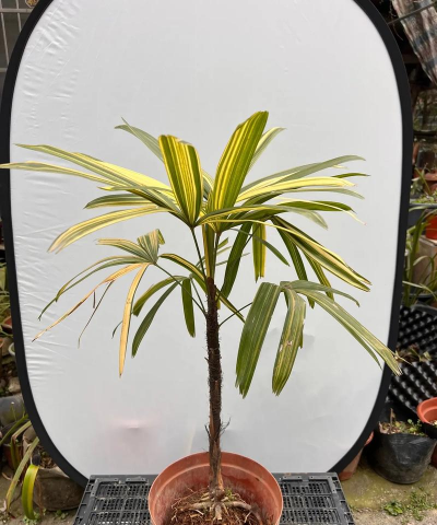 小众送妈妈的花有哪些花