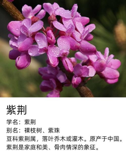 洋紫荆花与紫荆花的区别
