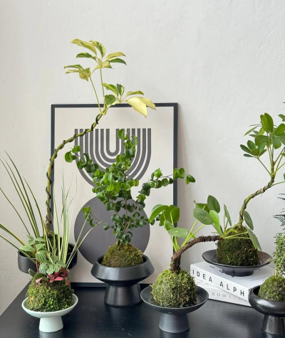 小众送妈妈的花有哪些花