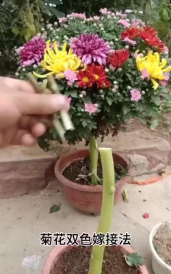 如何嫁接菊花