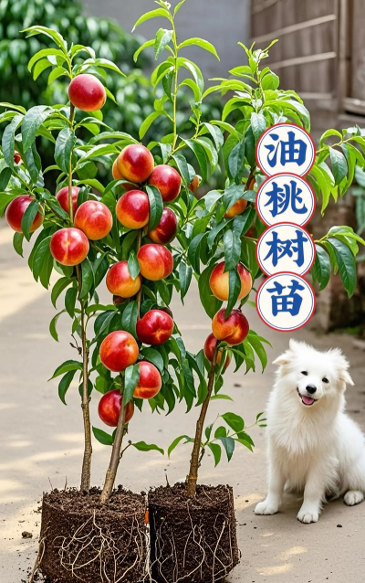 油桃是什么嫁接出来的