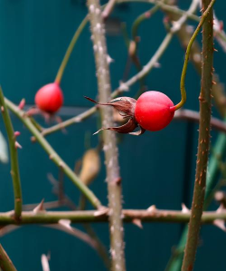 小众送妈妈的花有哪些花