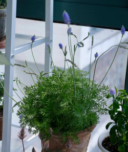 小众送妈妈的花有哪些花