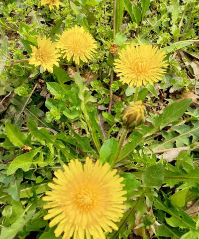 小众送妈妈的花有哪些花