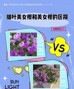 美女樱和细叶美女樱的区别