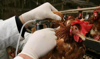 小众送妈妈的花有哪些花