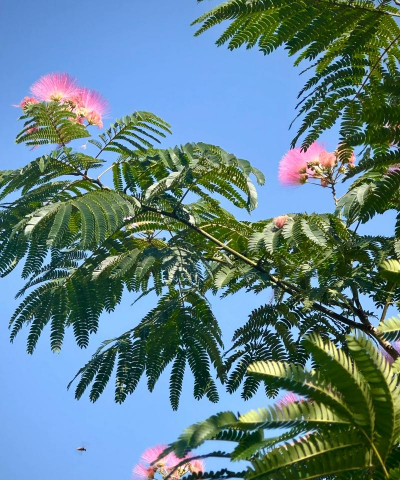 小众送妈妈的花有哪些花