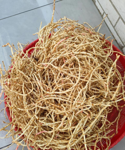 鱼腥草是什么东西