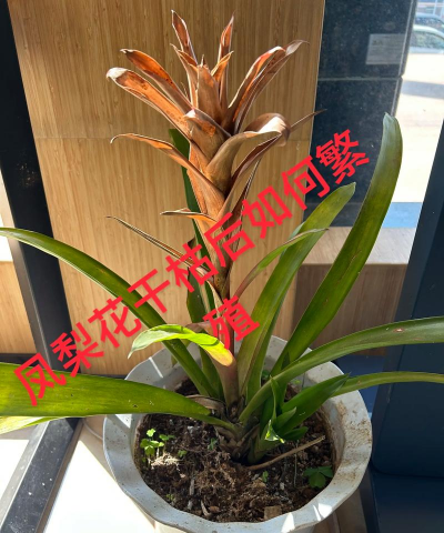 小众送妈妈的花有哪些花