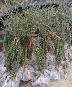 小众送妈妈的花有哪些花