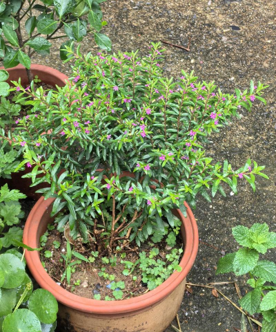 小众送妈妈的花有哪些花