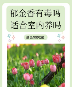 小众送妈妈的花有哪些花