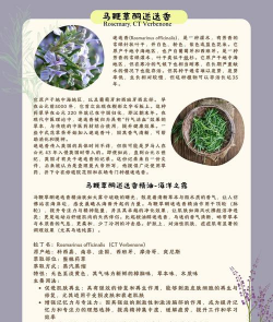小众送妈妈的花有哪些花