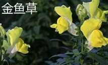 小众送妈妈的花有哪些花